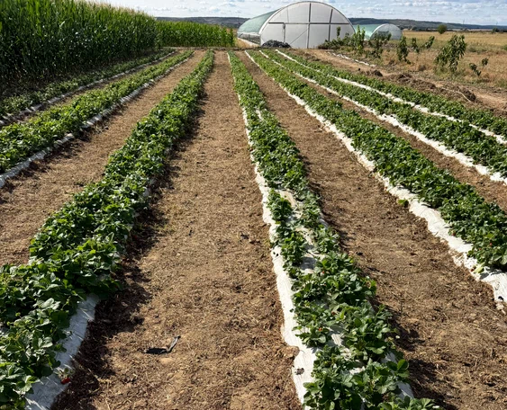 Când e momentul potrivit pentru a planta căpșuni: sfaturi practice de la un fermier