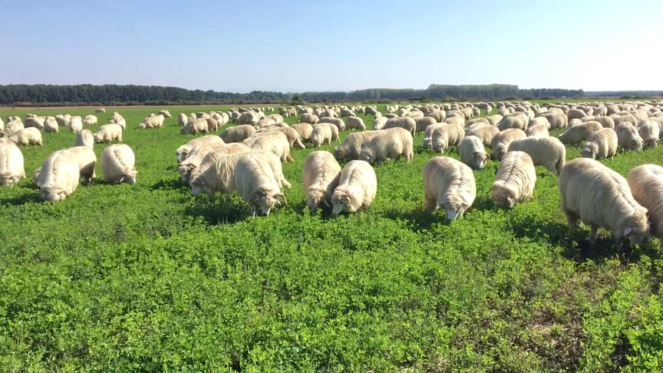 Planul transmis la Bruxelles, aprobat: ce înseamnă pentru exporturile de ovine și caprine și avertismentul fermierilor