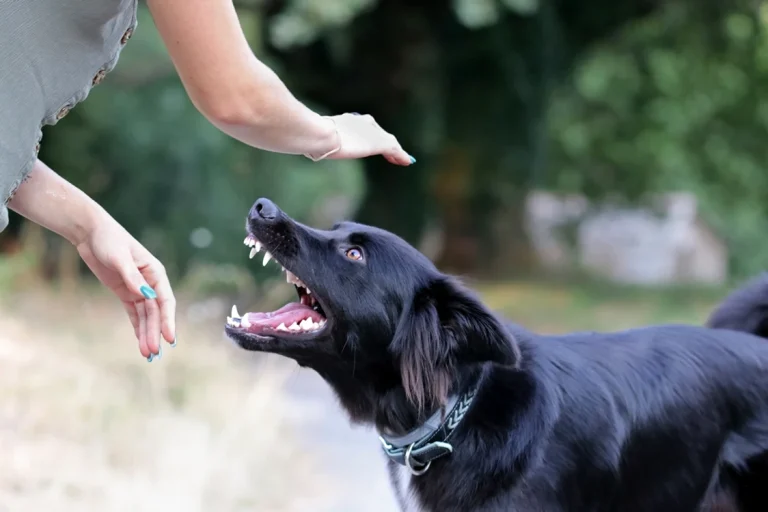 Alertă de rabie în Bacău: ce trebuie să faci după o mușcătură sau zgârietură de animal