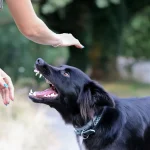 Dosar penal după ce un copil de 12 ani a asmuţit un câine asupra unei pisici; animalul a fost eutanasiat