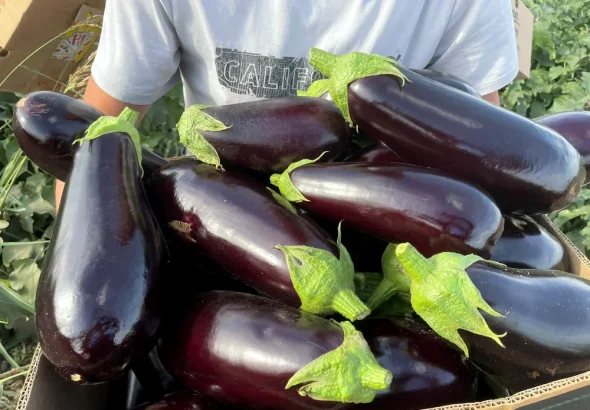 Vânăta se vinde bine toamna aceasta, după scăderea producției la jumătate