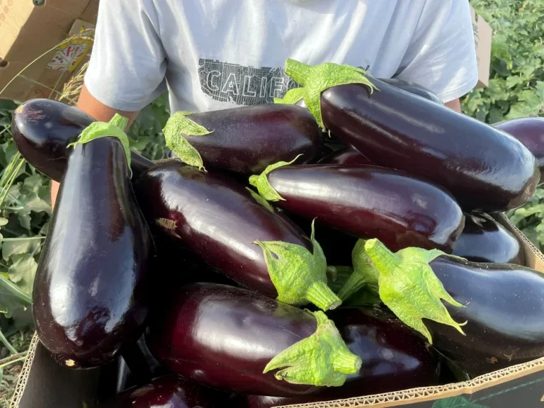 Vânăta se vinde bine toamna aceasta, după scăderea producției la jumătate