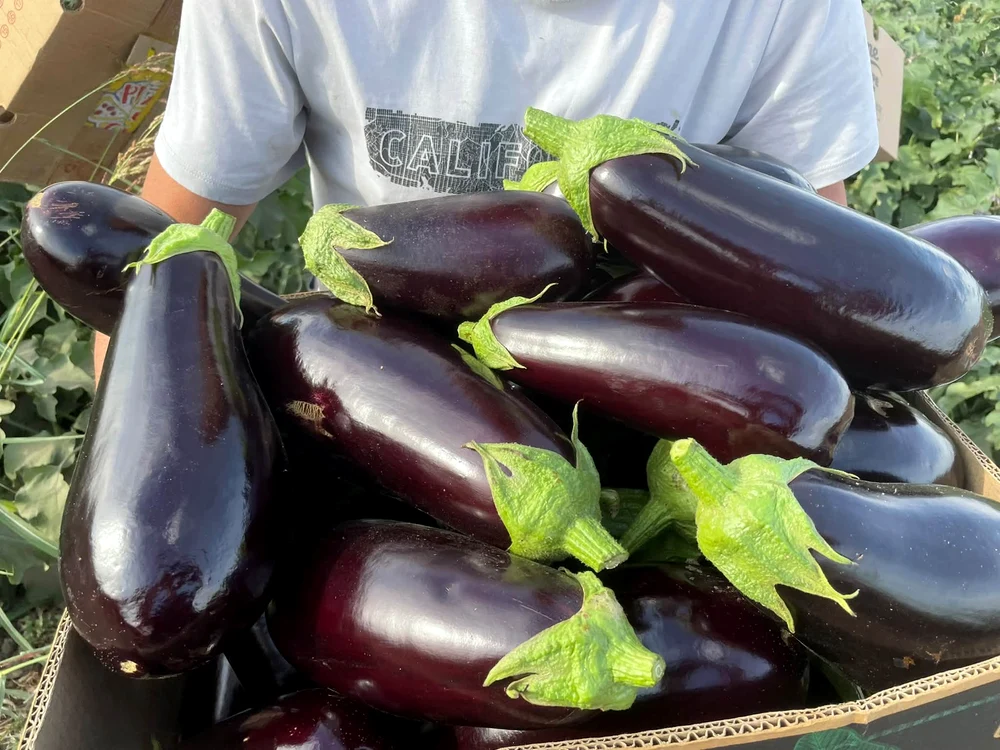 Vânăta se vinde bine toamna aceasta, după scăderea producției la jumătate