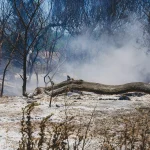Bilanțul verii extreme în Europa: peste 35.000 de decese și 660.000 ha arse