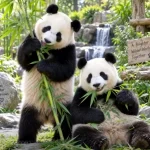 Doi urşi panda pleacă din China spre Atlanta în cadrul unui acord bilateral de zece ani