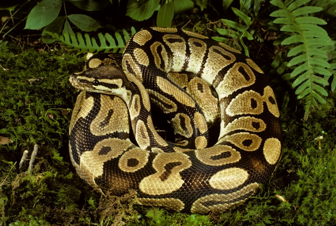 Controverse la Grădina Zoologică din Sibiu: piton hrănit cu iepure viu, incident vizibil pentru vizitatori