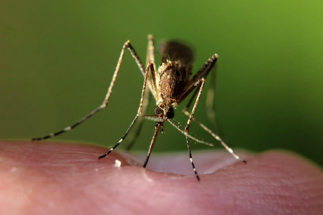 Epidemiolog: România trebuie să se pregătească pentru boli transmise de țânțari, pe fondul verilor mai calde
