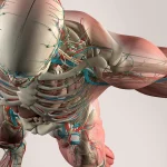 Un algoritm AI identifică semne de boli cardiace în sub două secunde, prezentat la congresul ESC