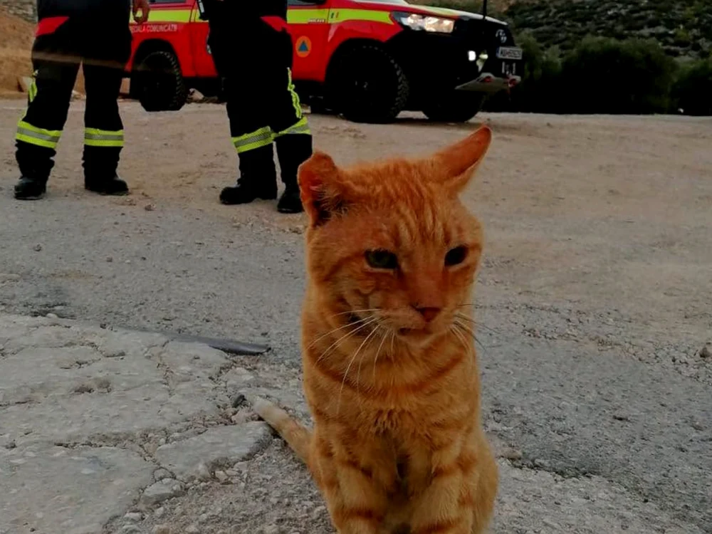 „Garfield”, motanul care a devenit mascota pompierilor români aflați în Grecia