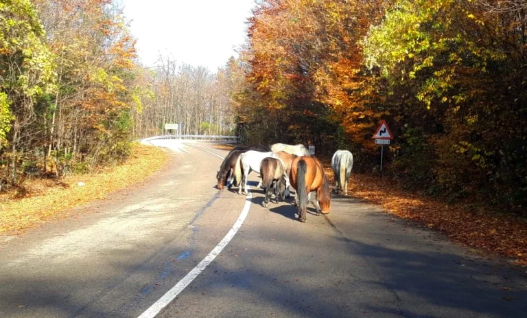 DN57B, drumul istoric prin Banatul Montan: păduri, cascade și herghelii de cai sălbăticiți