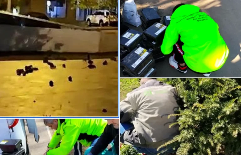 Ciucu: apariția șobolanilor în Piața Sf. Vineri, efect al mizeriei depozitate, nu al inacțiunii Primăriei