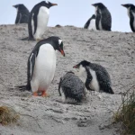 Job plătit cu până la 2.500 de euro pe lună: șase luni în Antarctica, printre pinguini