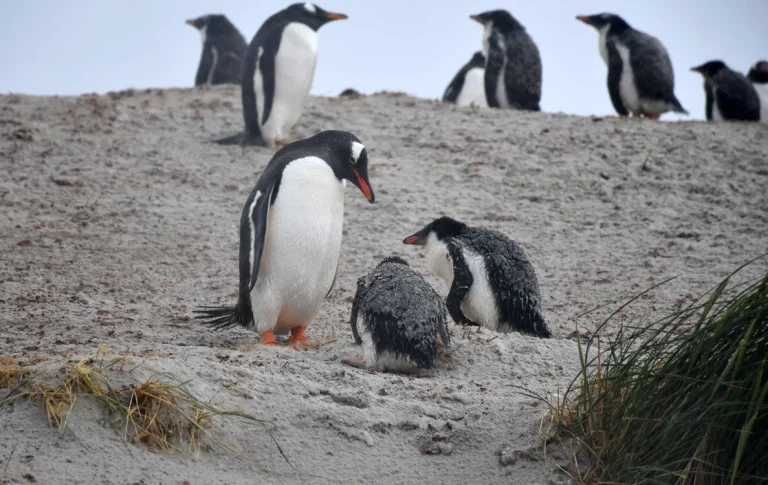 Job plătit cu până la 2.500 de euro pe lună: șase luni în Antarctica, printre pinguini