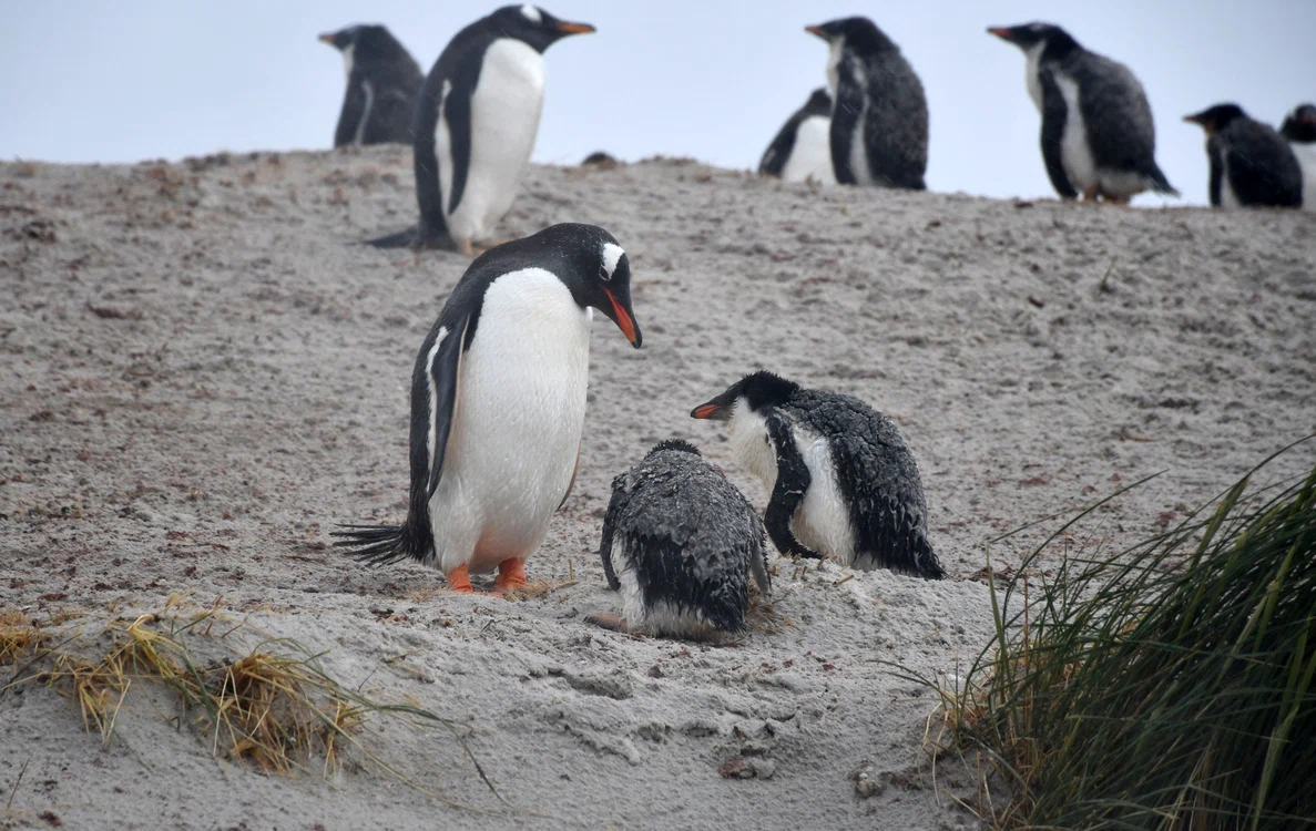 Job plătit cu până la 2.500 de euro pe lună: șase luni în Antarctica, printre pinguini