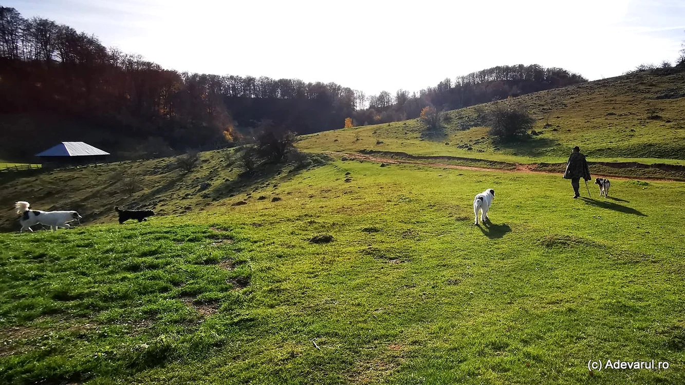 Atacuri ale urșilor și lupilor în Munții Șureanu: trei animale domestice ucise și un cioban rănit