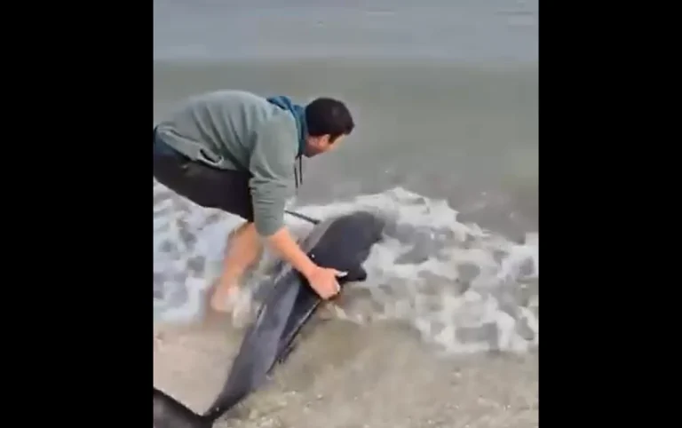 Un tânăr salvează un delfin eșuat pe plaja din Eforie; filmarea a stârnit reacții puternice