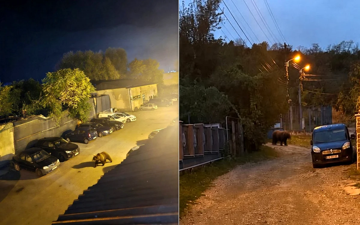 Urs filmat lângă Castelul Corvinilor: a coborât în Hunedoara pe urmele unui lup semnalat în primăvară