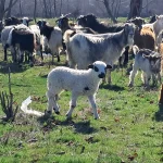 România primește 1,1 milioane doze de vaccin pentru ovine și caprine; expedierea este programată pe 24 octombrie 2026