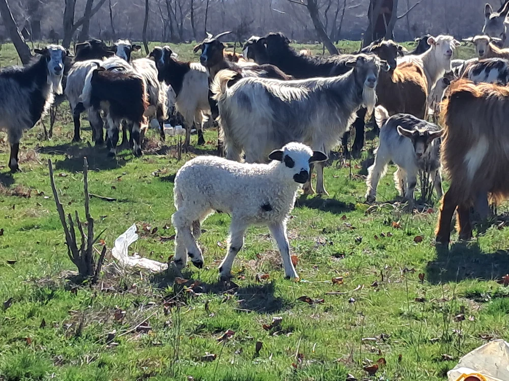 România primește 1,1 milioane doze de vaccin pentru ovine și caprine; expedierea este programată pe 24 octombrie 2026