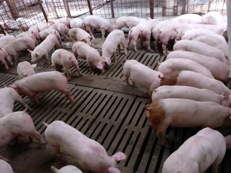 Tánczos Barna cere o schemă de ajutor de stat pentru crescătorii de porci și păsări, din cauza scumpirii energiei