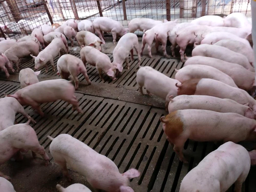 Tánczos Barna cere o schemă de ajutor de stat pentru crescătorii de porci și păsări, din cauza scumpirii energiei
