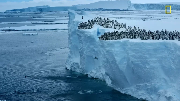 Pui de pinguin imperial sar de pe o platformă de gheață de 15 metri, filmare National Geographic