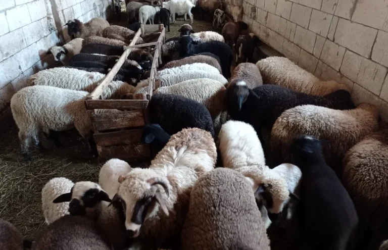 A început vaccinarea oilor și caprelor, dar fermierii rămân fără certitudini privind exporturile