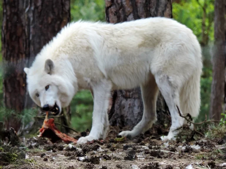 Fetiță de 8 ani rănită grav de un lup într-un parc natural din Germania