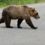 Alertă în Câmpina după semnalarea unui urs în apropierea unui centru comercial
