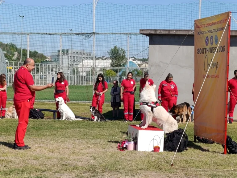 De la companion de familie la ring: cum ajung câinii de rasă în expozițiile de frumusețe de la Slatina