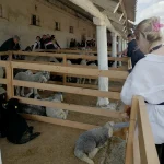Oierii români acuză pierderi uriașe din cauza blocării exporturilor: vaccinarea, singura soluție propusă de specialiști