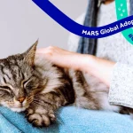 Mars lansează Mars Adoption Hub și prezintă rezultatele unui studiu despre barierele adopției animalelor de companie