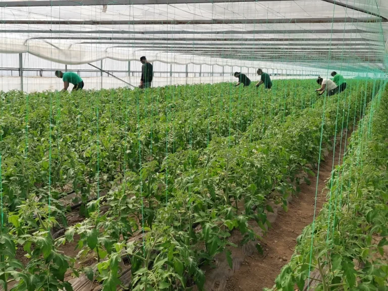 Fonduri pentru ferme: sume încă disponibile la o lună de la deschidere, dar cererea rămâne redusă