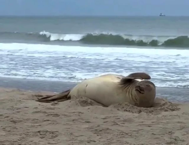 Un elefant de mare sudic a apărut pe plaja Copacabana, stârnind uimire printre turiști