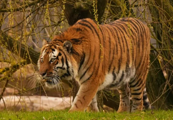 Bărbat ucis de un tigru la Yorkshire Wildlife Park. Martorii povestesc scenele îngrozitoare