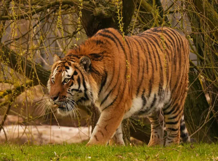 Bărbat ucis de un tigru la Yorkshire Wildlife Park. Martorii povestesc scenele îngrozitoare