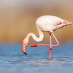 Flamingo roz surprinși pe Lacul Techirghiol: un spectacol rar în Dobrogea