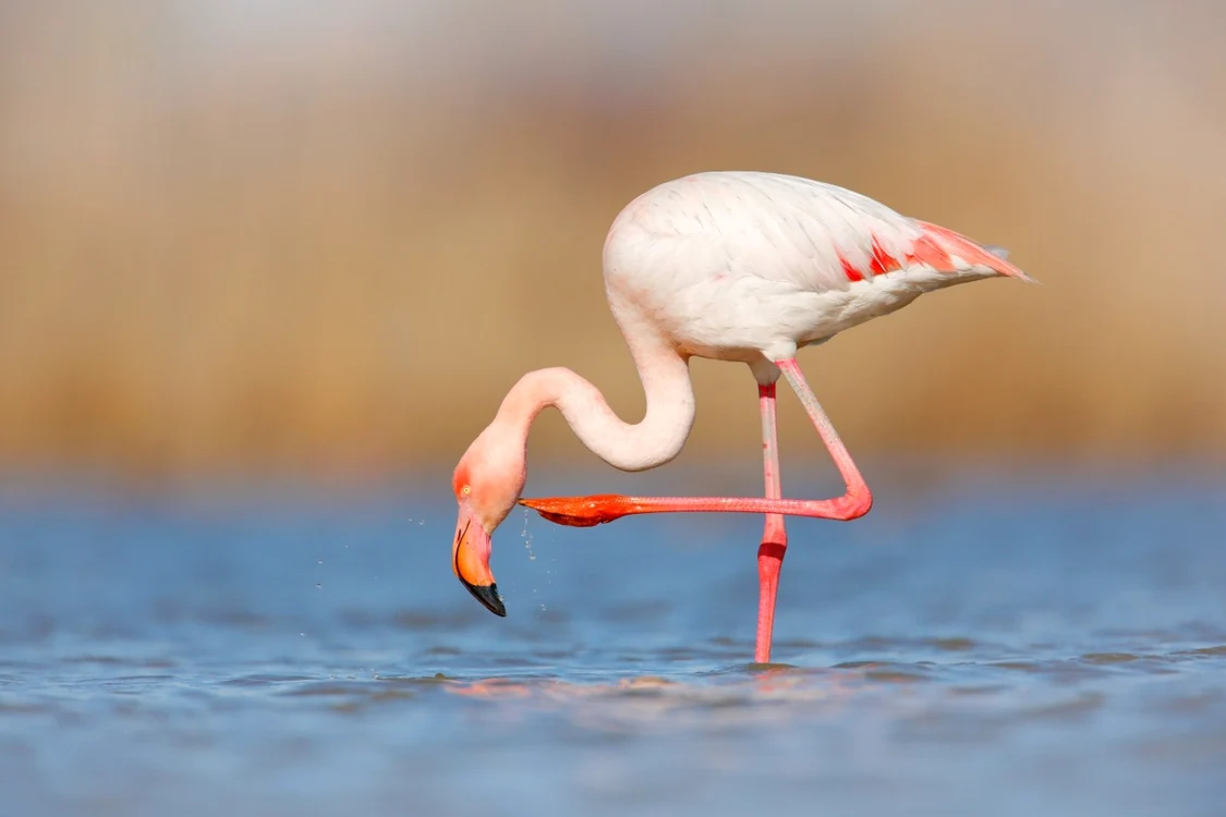 Flamingo roz surprinși pe Lacul Techirghiol: un spectacol rar în Dobrogea